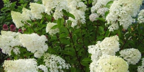 Kako pripremiti hortenziju za zimu na uralu